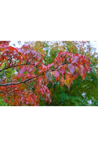 Кизил плодовий Кораловий рожевий - осіннє забарвлення листя